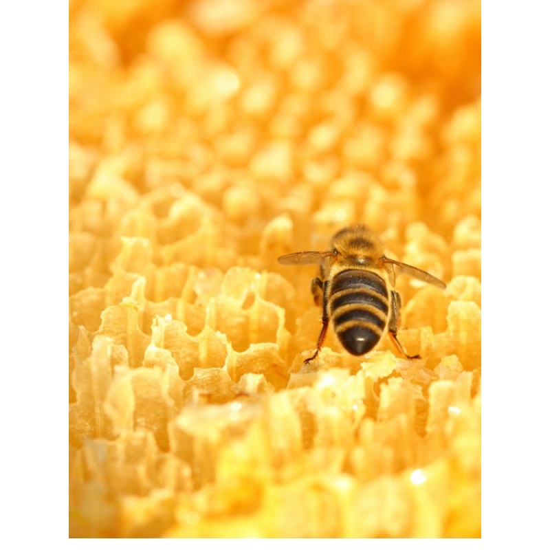 Honey Bee Wax Melts Precious Pearls